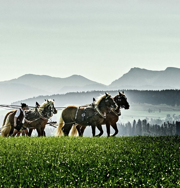 Altes Bierfuhrwerk mit Pferdegespann fährt vor Allgäuer Bergen über ein Feld.