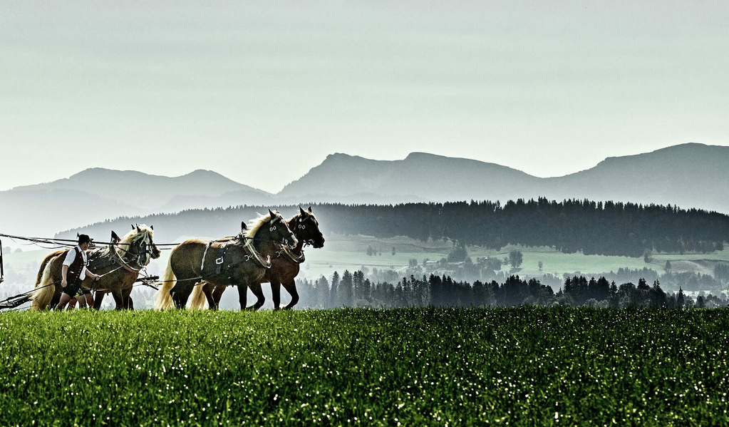 Altes Bierfuhrwerk mit Pferdegespann fährt vor Allgäuer Bergen über ein Feld.