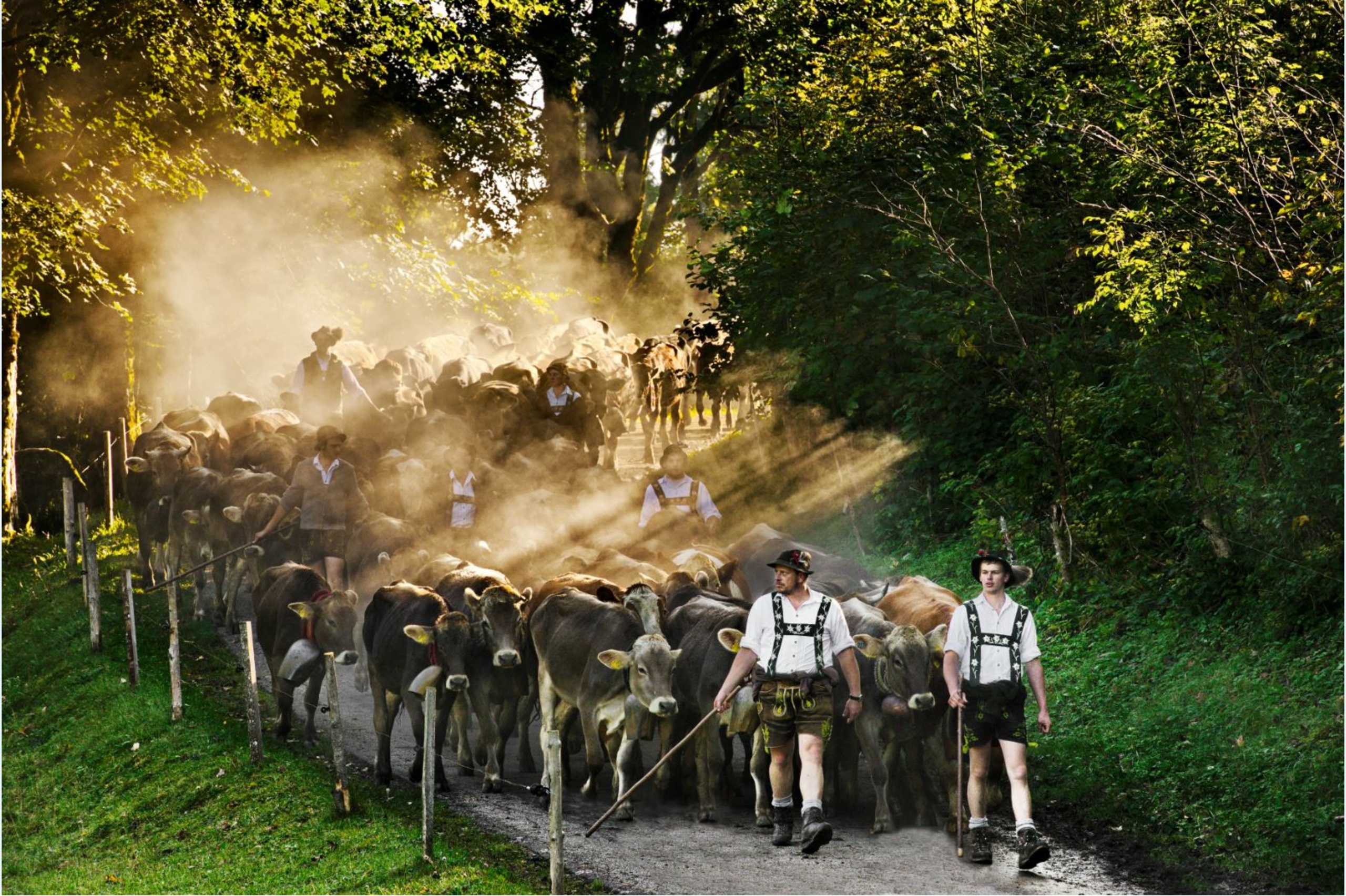 Viehscheid im Allgäu