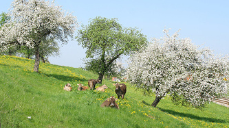 Streuobstwiese im Allgäu mit Kühen