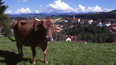 Kuh vor Allgäuer Landschaft