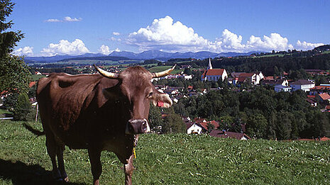 Kuh vor Allgäuer Landschaft