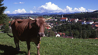 Kuh vor Allgäuer Landschaft