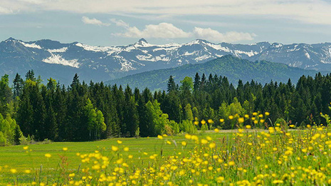 Panorama Allgäuer Berge Scheidegg