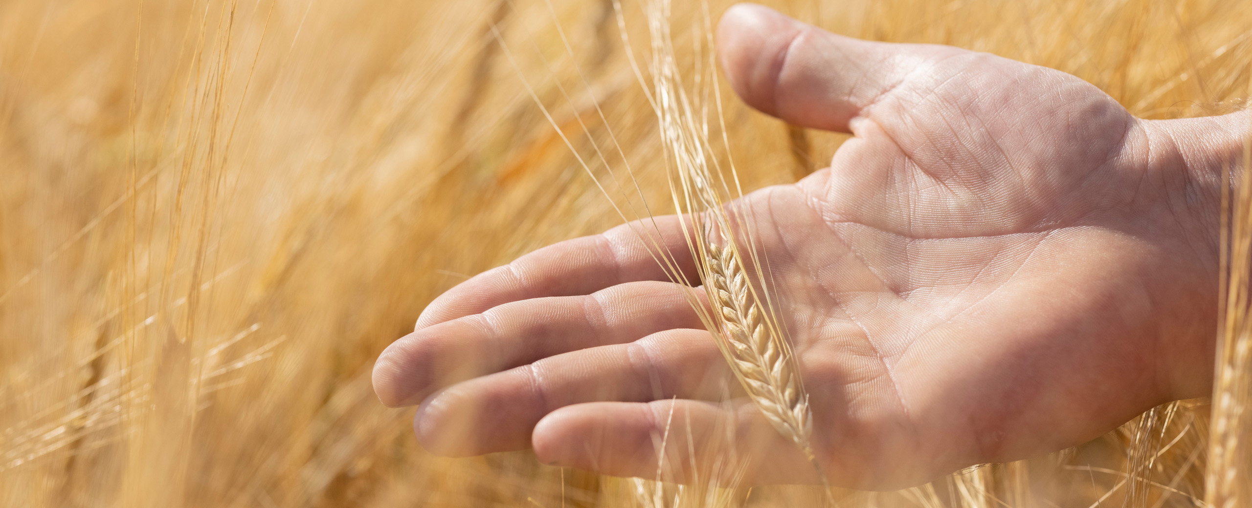 Hand im Gerstenfeld