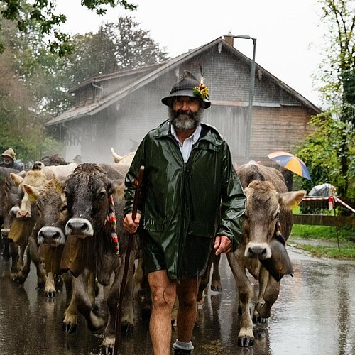 Der Allgäuer Bergsommer ist vorbei 🐂⛰️
Nach rund 100 Tagen auf den Alpen haben die Hirten ihr Vieh wohlbehalten hinab...