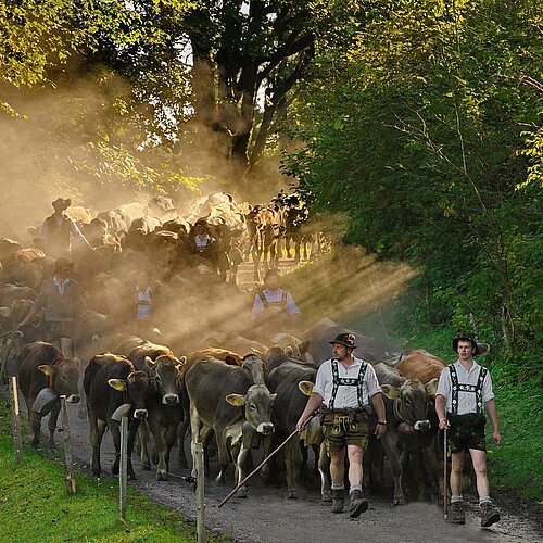 Die Kühe sind los 🐂
Am kommenden Freitag findet der Thaler Viehscheid statt.  Über 800 Stück Vieh verlassen nach rund...